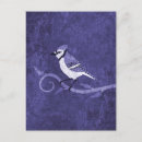 Search for bluejays postcards Animals
