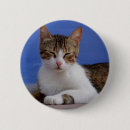 Search for stray badges Cat
