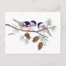 Search for chickadee postcards Pinecones