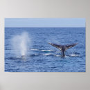 Search for fluke posters Marine