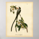 Search for flycatcher posters Vintage