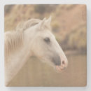 Search for equine coasters Nature