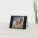 Search for belgian malinois cards Animal
