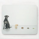 Search for dane electronics Animals