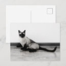 Search for siamese postcards Pet
