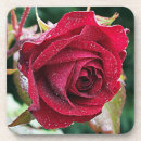 Search for gardener coasters Red rose