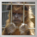 Search for capuchin posters Nature