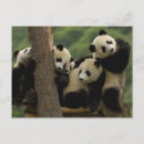 Search for giant sympathy cards Temperate bamboo forest
