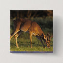 Search for tails square badges Nature