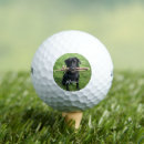 Search for dog golf balls Black lab