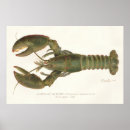 Search for american wildlife posters Nature
