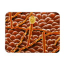 Search for false magnets Biology
