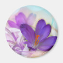 Search for spring crocus magnets Purple