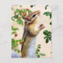 Search for reaching postcards Animal