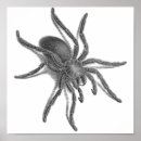 Search for scorpion art Spider