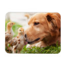 Search for barn magnets Chick