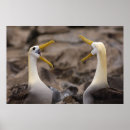 Search for albatross art Ocean