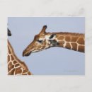 Search for reticulated postcards Nature