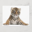 Search for sumatran postcards Nature