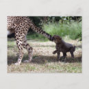 Search for cat tail horizontal postcards Kitten