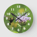 Search for moth clocks Insect