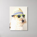 Search for single pet supplies Humour
