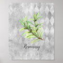 Search for rosemary herb posters Watercolor