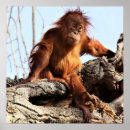Search for ape pics posters Photography