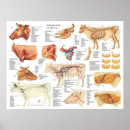 Search for bovin art Cow