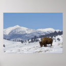 Search for american bison posters Yellowstone