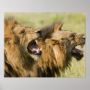 Search for roaring lion posters Nature
