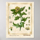 Search for medicinal herbs posters Vintage
