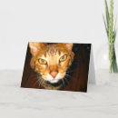 Search for savannah cards Kitten