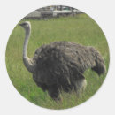 Search for ostrich gift wrap Zoo