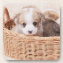 Search for tiny coasters Queen's dog