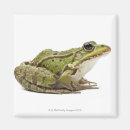 Search for scale magnets Reptile