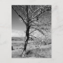 Search for black and white photography postcards Nature