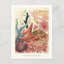 Search for echinoderms postcards Vintage
