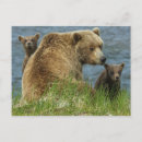 Search for bear postcards brown bears