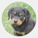Search for rottweiler puppies stickers Dog