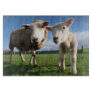 Search for sheep chopping boards Livestock