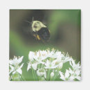 Search for annual square magnets Flowers