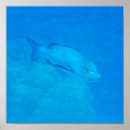 Search for snapper posters Underwater