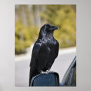 Search for ravens art Nature