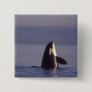 Search for orca killer whale badges Wildlife