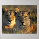 Search for lioness posters Mammal
