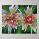 Search for paintbrushes posters Indian paintbrush