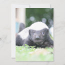 Search for badger cards Cute
