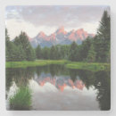 Search for beautiful tree sky coasters Nature