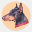 Search for black doberman stickers Dog